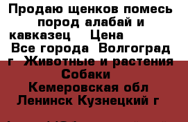Продаю щенков помесь пород алабай и кавказец. › Цена ­ 1 500 - Все города, Волгоград г. Животные и растения » Собаки   . Кемеровская обл.,Ленинск-Кузнецкий г.